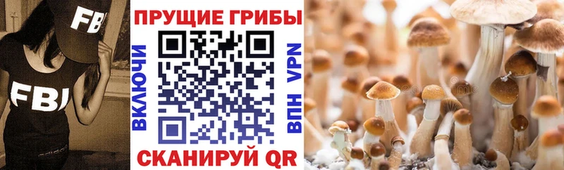 цена наркотик  KRAKEN как зайти  Галлюциногенные грибы GOLDEN TEACHER  Александровское 